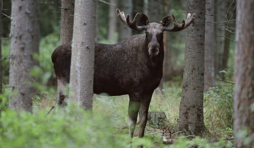 Foto: Kenneth Johansson