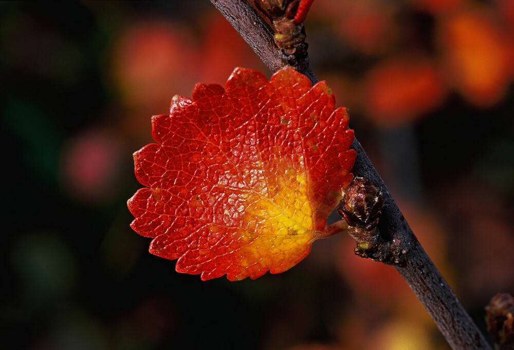 Sydved - Aspen – ett av våra äldsta träd