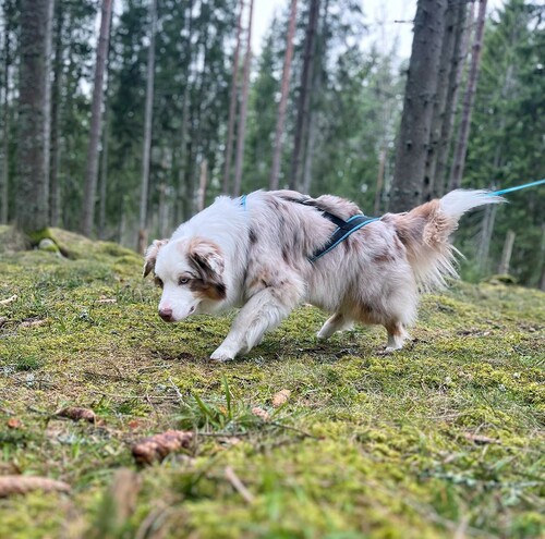 På jakt efter kantareller? Foto: Maria Ek.