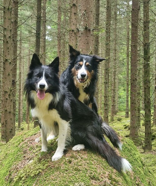 Border collie är en ras som behöver mycket aktivering för att må bra, på bilden Lizzroys Chezz och Chipp. Foto: Carina Andersson.