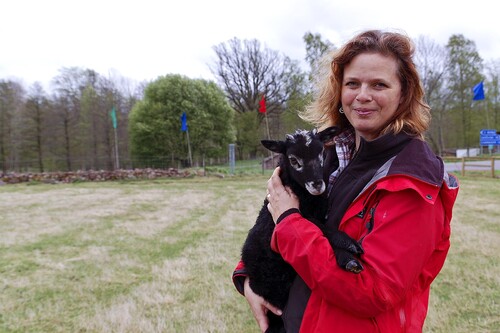 Malin Ljungné med flasklammet Prega. Gutefåret är vanligtvis mycket omhändertagande. Prega är undantaget som bekräftar regeln.