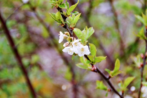 Fågelbären, eller körsbären, växer vilt i hela trakten.
