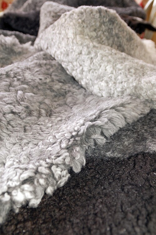 Gutefårens skinn är mycket varierade i sin färg, en del av fåren upplevs till och med som spräckliga.