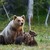 I Sverige finns brunbjörnen. Den kan variera mycket i storlek och en vuxen björn väger mellan 60 och 250 kilo. I januari till februari föder björnhonan sina ungar i idet. De följer sin mor under ett till två år, men övergivna ungar klarar sig ganska bra på egen hand efter första sommaren. Brunbjörnen lever huvudsakligen på rötter, örter och bär. Men i perioder äter den också animalisk föda, allt från små myror till älg och ren. Foto: Adobe Stock