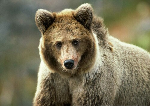 Björnens päls är mycket tät och isolerande. Dessutom fungerar den som en luftkudde i vattnet när björnen tar sig ett bad.