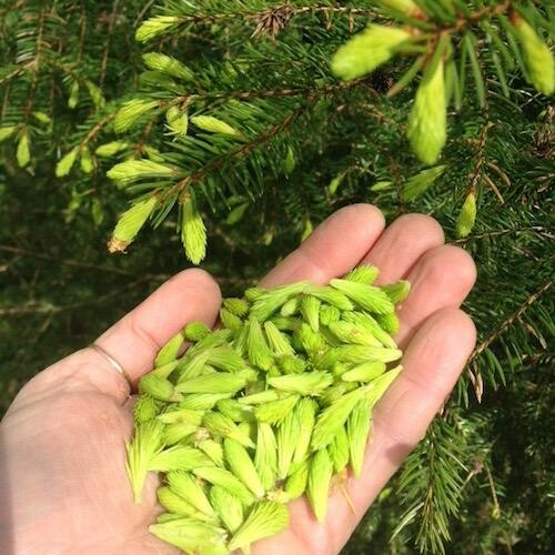 Granskott. Foto: Lisen Sundgren.