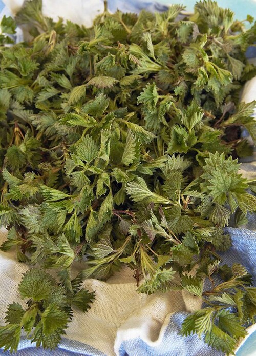 Nässlor. Foto: Lisen Sundgren.