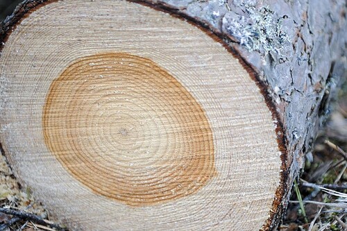 Ett tydligt exempel på hur den mörka kärnveden syns hos tall.  Det syns också väl hur tillväxten och därmed årsringsbredden är betydligt högre när trädet är ungt.