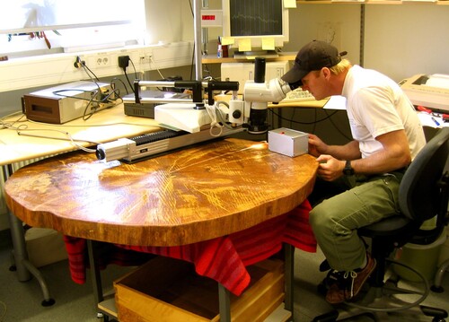 Dendrokronolog Hans Linderson använder sig av ett specialmikroskop för att exakt mäta in årsringsbredden. Här mäter han upp den så kallade Kristuseken från Böda-Öland som blåste ner för drygt 40 år sedan.