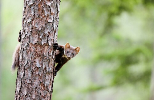 Skogsmård på stam i Tiveden. Foto Lars-Goran Abrahamsson.