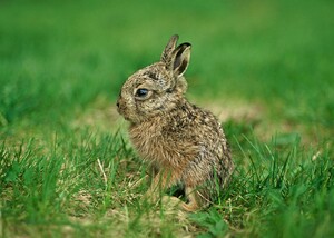 Harpalt i gröngräset

