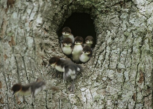 Nio små storskrakar i Aneby
