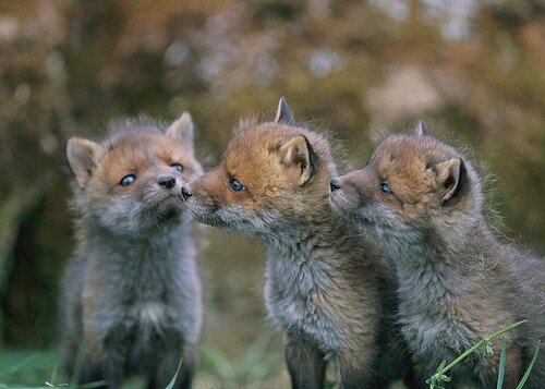 Sex rävungar i Assarebo
