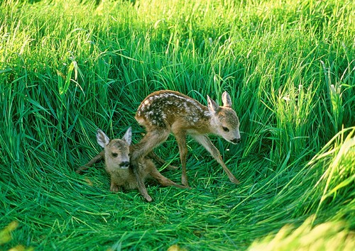 Nyfödda rådjurskid
