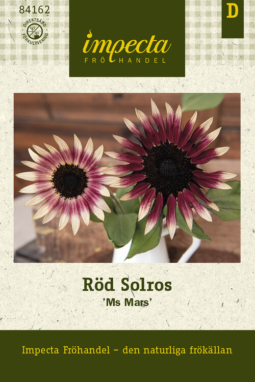 Röd solros