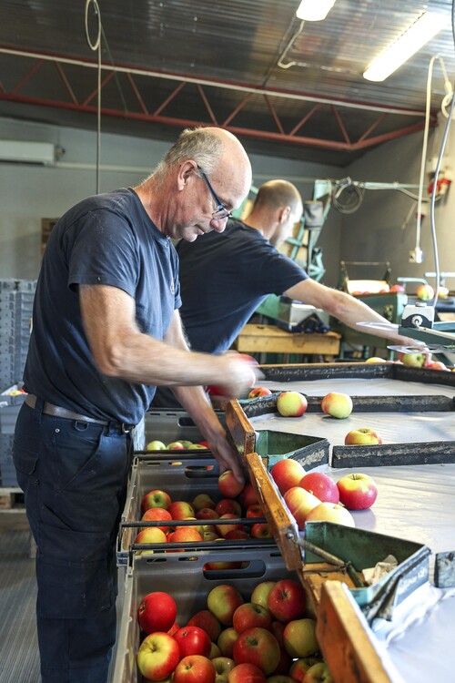 Skördetid! Per och Fredrik Knutsson sorterar ut de finaste äpplena för leverans till butik. Det här är den relativt tidiga sorten Discovery. Egna äppeldrycker förlänger säsongen och breddar verksamheten på Vistakulle Fruktodling.
