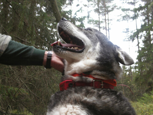 Lukas är med på det första hundsläppet.