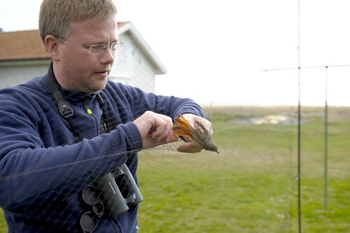 Fåglarna fångas i nät som bildar små fickor där fågeln trillar ner. På fågelstationen mäts vingarna.