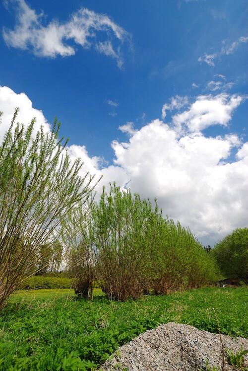 Plantera sticklingar av salix till exempel i åkerkanter och kantzoner. Det ger både bete och skydd.…