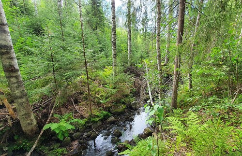Lövträd som fäller löv nära vattnet ger föda till vissa arter. 
Foto: Stora Enso