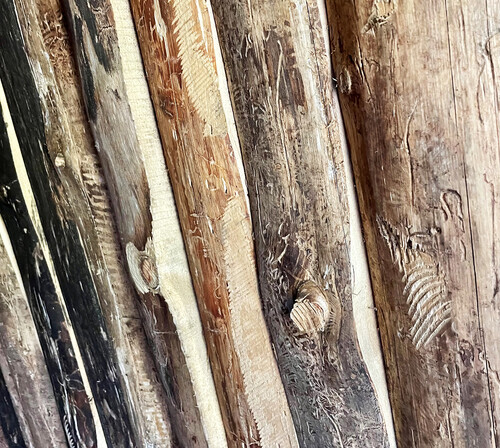 Barkborreveden har använt som stomme och insida i kojan.