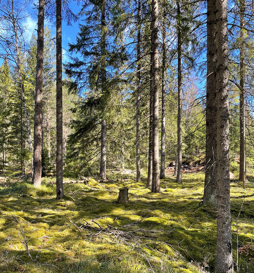 På den här platsen låg den gamla kolmilan, det man nu benämner kolbotten. En kolbotten kan kännas igen genom en ringformad upphöjning i marken med avvikande vegetation.