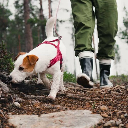 Hurtta casual sele är en bekväm sele som passar både promenader och aktiviteter. Effektiva 3M-reflexer förbättrar synligheten i mörker. Storlek 60 för 279 kr, vetzoo.se
Foto: Hurtta