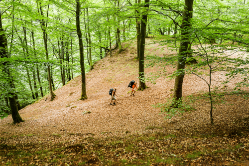 Två personer på vandring i lövskog i Skåne, Sverige