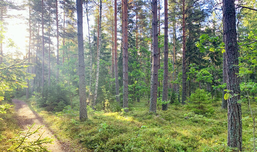 Skogen har blivit en tillflyktsort och tryggt rum, som ger tröst och kontemplation i osäkra tider. Foto: Annsofie Öhman.