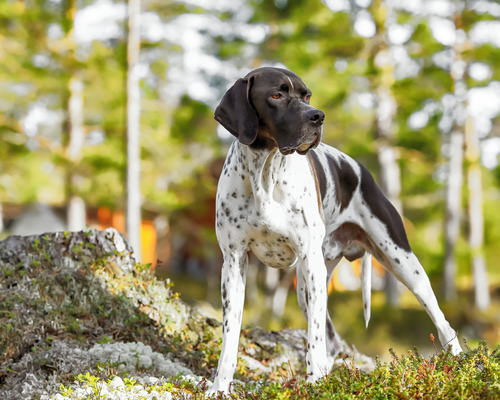 Pointer
Foto: Adobe Stock