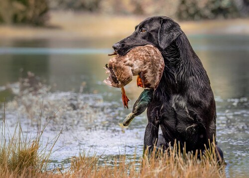 Labrador retriever
Foto: Adobe Stock