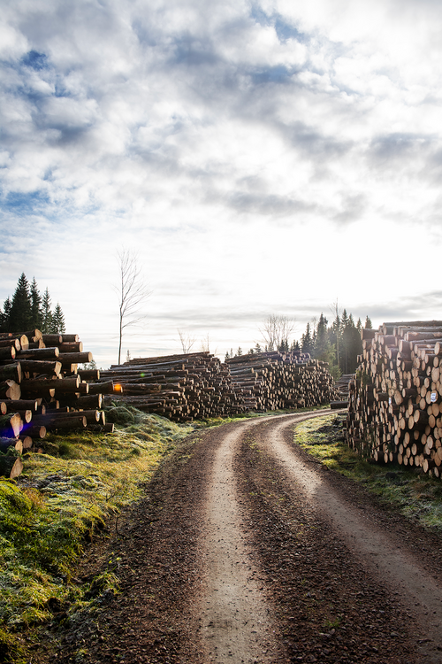 Virkevältor längs skogsbilväg