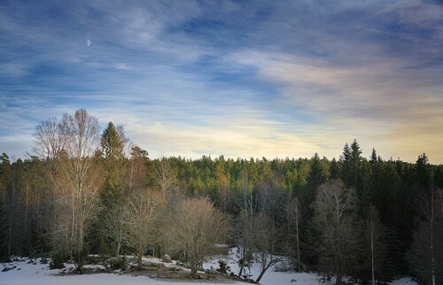 Skog i månsken