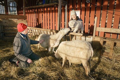 Skogsägare med sina får på gården