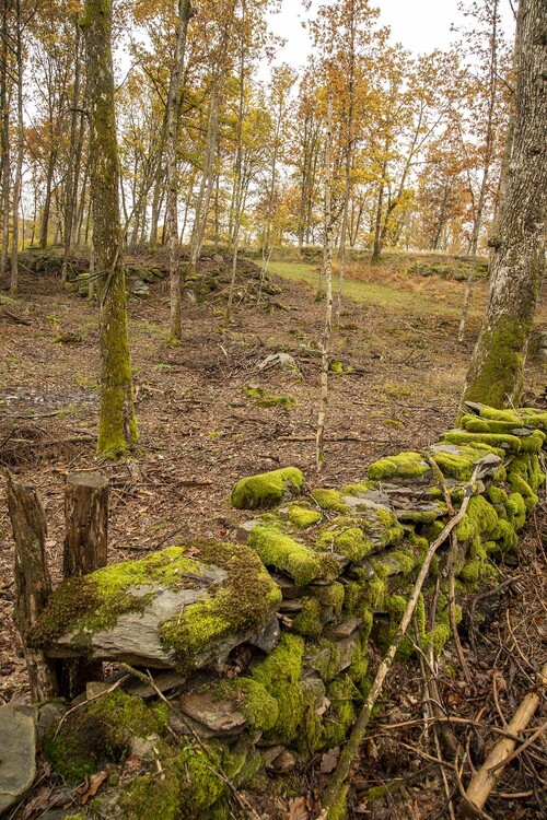 I samband med gallringen har de gamla vackra stenmurarna återigen blivit synliga.