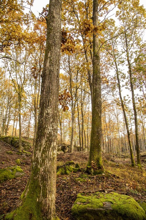 All gran har tagits bort och huvudstammar av ek har gallrats fram. I de luckigare partierna där det tidigare stod mest gran, satsar man på självföryngring av ek.