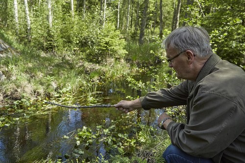 Konsten att snärja en gädda i Bjurbäcken har behärskats av många generationer, Bengt är förstås inget undantag.