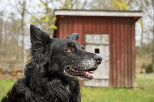Bordercollien Jacky är med husse i skogen varje dag.