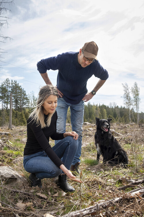 Den nya tallplanteringen viltskyddsbehandlades i höstas med gott resultat.