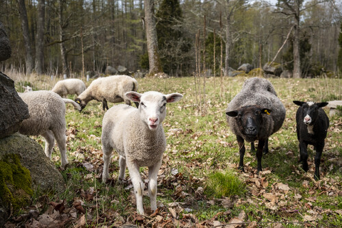Tackorna Desirée, Snöflinga och Hugolina och deras lamm håller betesmarkerna öppna.