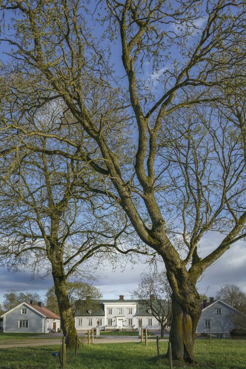 Ölanda Säteri skymtar bakom två stora träd.