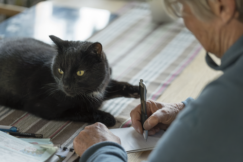 Katten Hebbe är ett fint sällskap i vardagen.