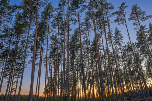 Katarinas mans aska är spridd i skogen, som han tyckte så mycket om att vara i.