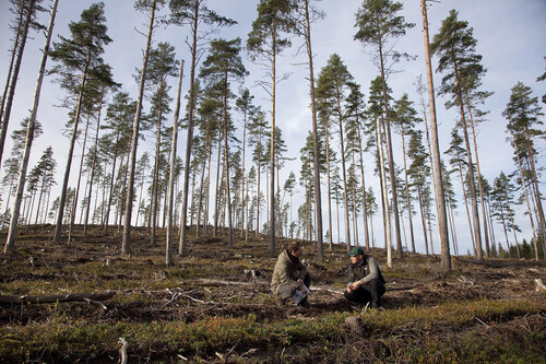 Sydveds Anders Gustafsson har blivit Mattias och Therese samtalspartner i skogsvårdsfrågor.