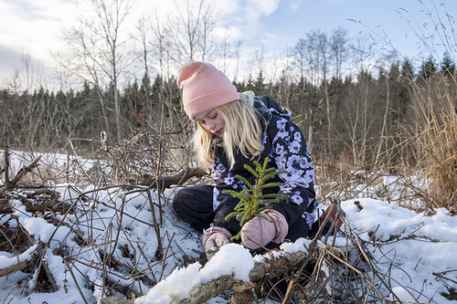 De nya granplanteringarna får extra omvårdnad av Lovisa och Petter som får två kronor per planta för att trampa undan gräset runtomkring.