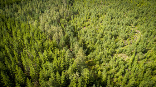 Insatserna har även omfattat en andragallring. Beståndet hade en del luckor, varför teamet har gått in och underröjt vissa partier och gallrat vissa partier för att öka jämnheten. Man har även passat på att gynna lövet.