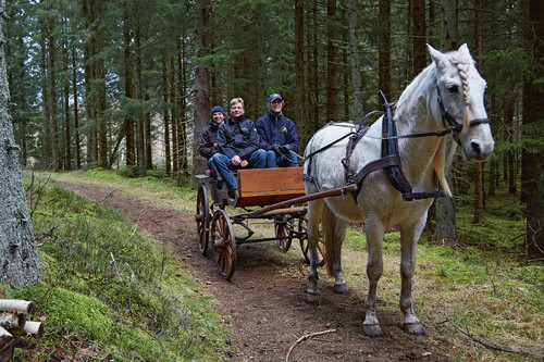 Alla sorters vagnar, inklusive släde och timmervagn, finns i familjen Kärvestedts vagnslider. Dressyr i ett ridhus är varken Annas, Lasses eller hästarnas melodi. De gillar att jobba i skogen - och då får Sydvedare Lars Gustafson åka häst och vagn i tjänsten.