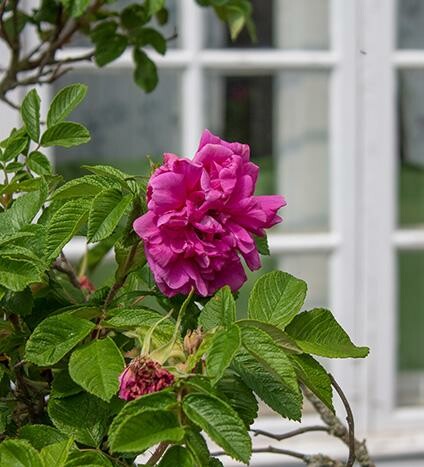 Idag finns 140 bisonoxar och 100 köttdjur, av rasen Angus och Hereford, på gården. Det mesta av köttet säljs i gårdsbutiken eller serveras i gårdsrestaurangen. Mest populärt är bisonburgartallriken.