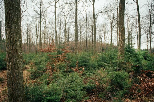 Den här ekbacken gallrades för några år sedan. Sedan har paret själva stamkvistat. Granen har de kvar ett tag till.