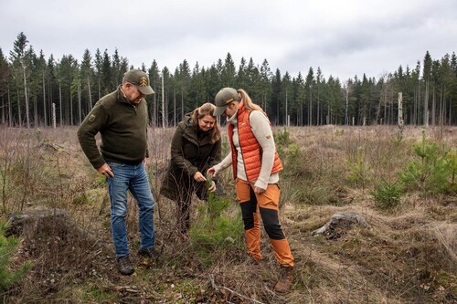 På det här hygget planterades tall för tre år sedan, som ser ut att trivas riktigt bra. Men även gran har kommit upp.